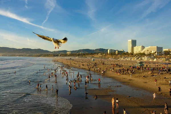 AERIAL: Massas de turistas enchem a famosa praia de Santa Mônica antes do pôr do sol. — Fotografia de Stock