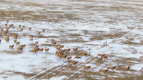 AERIAL:モンタナ州の雪の草原の真ん中のフェンスを飛び越える野生の鹿 — ストック写真