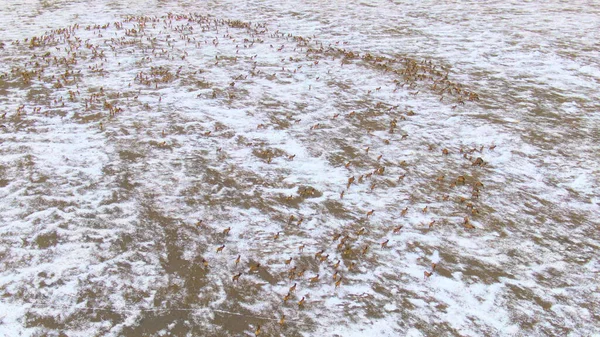 AERIAL:冬にエルクの群れが移動するにつれて雪の草原の上を高く飛ぶ. — ストック写真