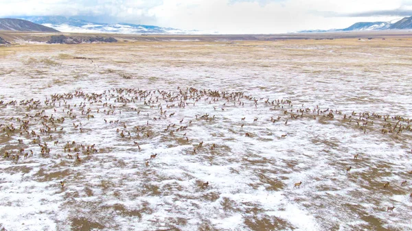 Bir geyik sürüsü kışın göç ederken karlı çayırların üzerinde uçar.. — Stok fotoğraf