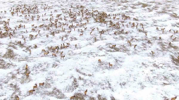 冬の移動中に停止する野生の鹿の群れの上を飛ぶ — ストック写真