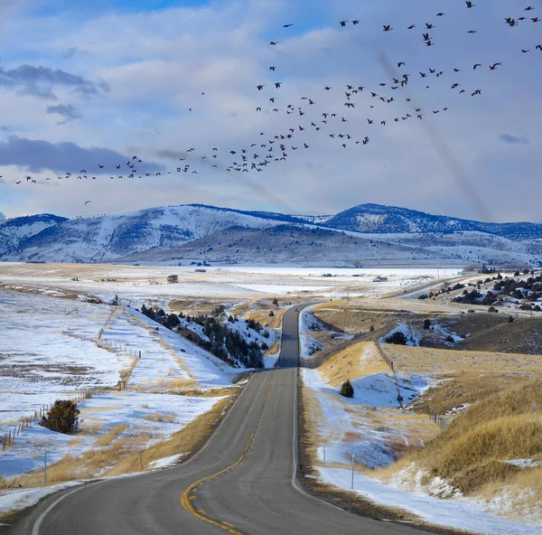 Большое стадо диких птиц пролетает над пустой дорогой в сельской местности Монтаны — стоковое фото