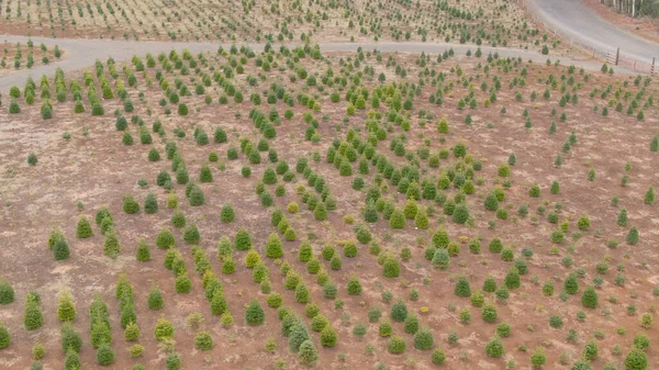 AÉRIAL : Des routes asphaltées vides passent devant une plantation d'épinettes à Washington. — Photo