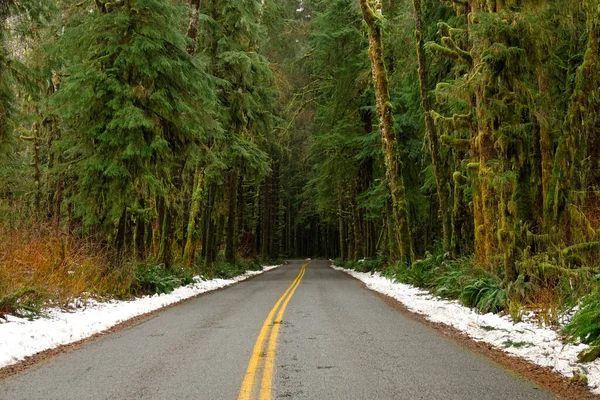 AERIAL: Flying along empty asphalt road leading through the lush Hoh Rainforest. — Stock Photo, Image