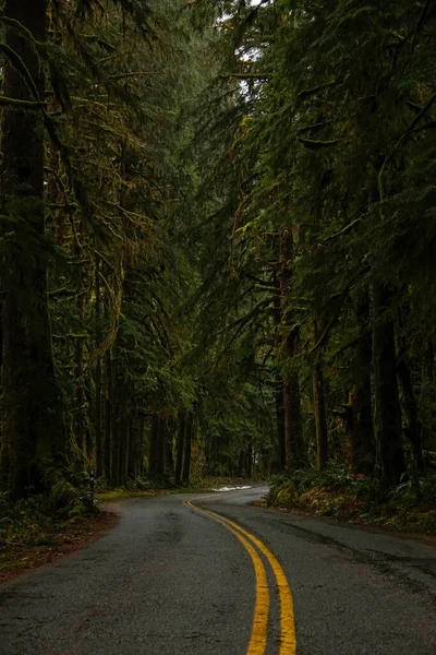 VERTICAL: Estrada de asfalto vazio leva através do olhar assombrado Hoh Rainforest. — Fotografia de Stock