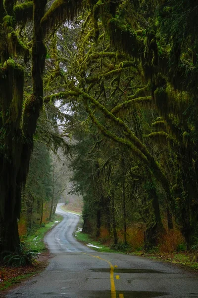 VERTICAL: Pintoresca foto de árboles musgosos que se elevan sobre un camino de asfalto vacío —  Fotos de Stock