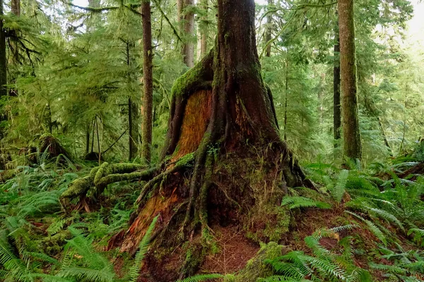 STÄNGA UPP: Rötter av en hög tall växer över en gammal stubbe ruttnande i Hoh Rainforest — Stockfoto