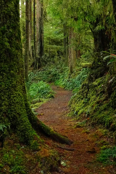 VERTICAL: Sendero de trekking vacío conduce a través de la hermosa selva Hoh. —  Fotos de Stock