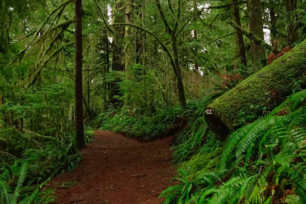 CERRAR: Sendero de trekking vacío conduce a través de la hermosa selva Hoh. —  Fotos de Stock