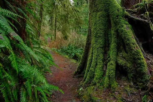 CLOSE UP: Trail leads past densely growing ferns and a moss covered tree trunk. — Stock Photo, Image