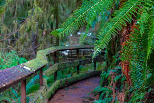 CHIUSURA: Colpo dettagliato di foglie di felce che si estende sul lungomare in una foresta lussureggiante. — Foto Stock