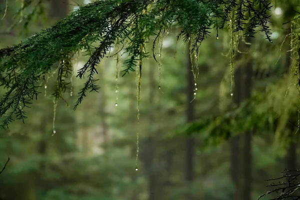 CLOSE UP: Живописный снимок мокрых, покрытых плесенью ветвей в густом умеренном дожде — стоковое фото