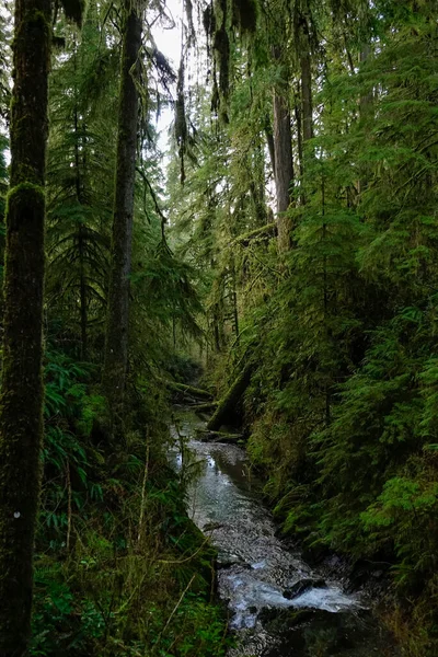 VERTICAL: Cascadas de arroyo cristalino a través de la hermosa selva Hoh. —  Fotos de Stock