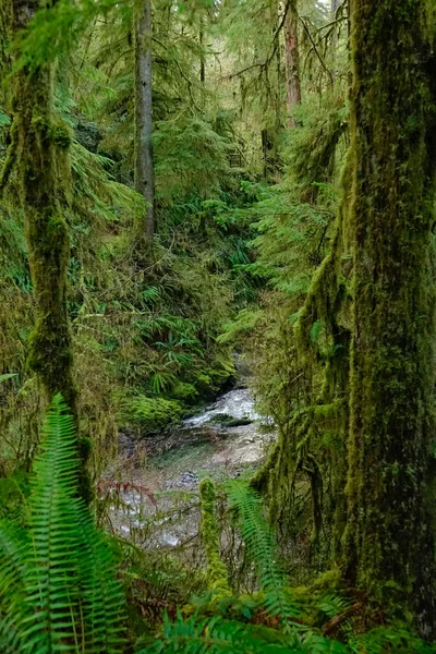 VERTICAL: Hermoso río fluye a través del bosque verde místico en Washington. —  Fotos de Stock