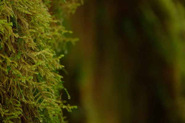 CLOSE UP: Wet moss grows on an old tree in the dark forest in Washington. — Stock Photo, Image