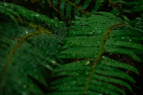 CLOSE UP, DOF: Droplets of water get stuck on the ferns in Olympic National Park — Stock Photo, Image