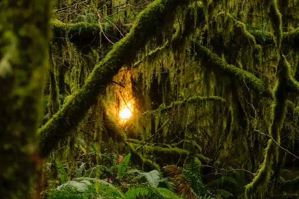 CLOSE UP: Golden evening sunbeams shine through the canopies and onto ferns. — ストック写真