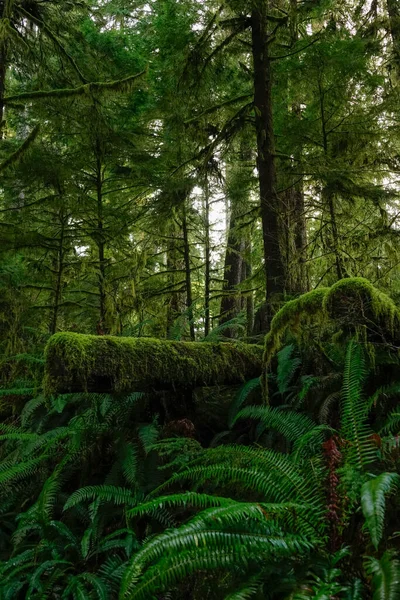 VERTICAL: Árbol viejo cortado en la selva Hoh está cubierto de musgo verde exuberante. —  Fotos de Stock