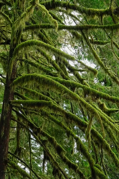 CLOSE UP: Scenic skott av mossa täckta grenar av ett gammalt träd i Hoh Rainforest — Stockfoto