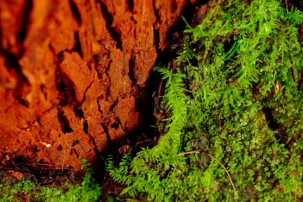 MACRO, DOF: Moss starts growing at the base of a tree with red colored bark. — Stock Photo, Image