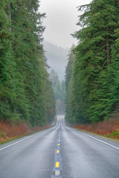 VERTICAL: Carro na distância nebulosa dirige ao longo da estrada molhada atravessando a floresta. — Fotografia de Stock