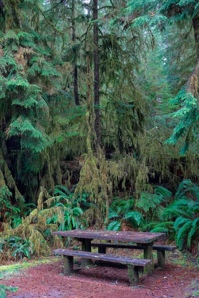 ВЕРТІЧНА: У вологому тропічному лісі залишаються пустий стіл для пікніків і лавки. — стокове фото