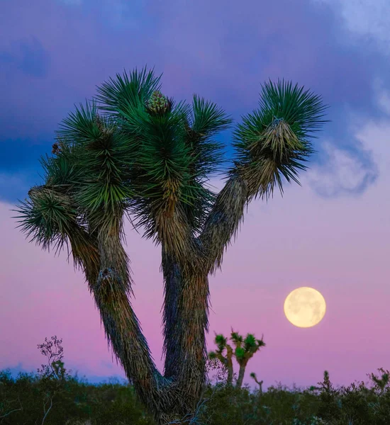 CLOSE UP: Живописный снимок цветного неба и полной луны за пальмой юкки. — стоковое фото