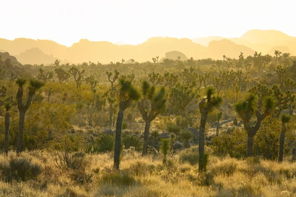 Скалистые холмы окружают пальмы юкки, растущие в Калифорнийской жаре.. — стоковое фото