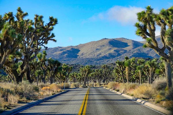 Пустая межштатная дорога проходит через национальный парк, полный пальм юкки. — стоковое фото