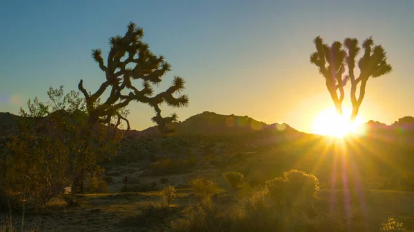 SUN: Сцены силуэтов пальм Юкки в жаркой пустыне на восходе солнца — стоковое фото