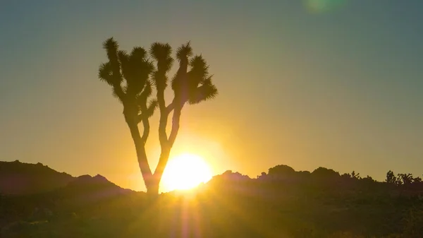 ЗАКРЫТО: Пальма Юкка, растущая в пустыне Мохаве, освещается восходом солнца — стоковое фото