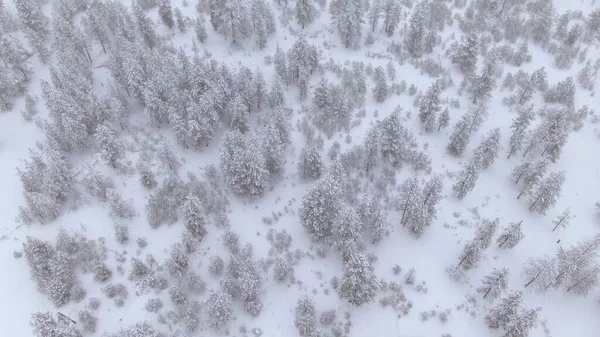 TOP DOWN: Voando sobre a floresta de abeto em Whistler coberto de neve em pó fresco — Fotografia de Stock