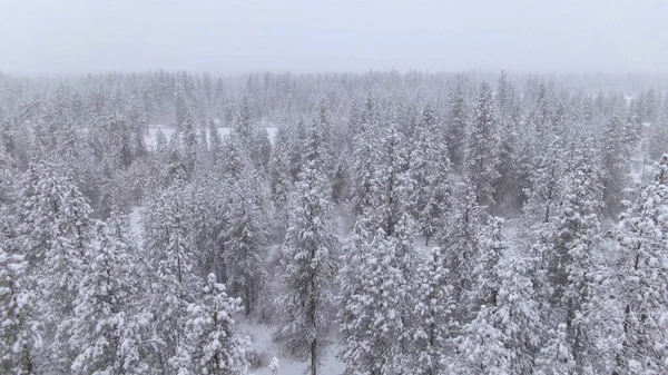 DRONE: repül át a lucfenyő erdő Whistler borított friss hó. — Stock Fotó