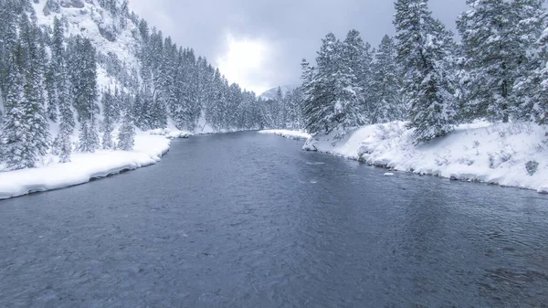 AERIAL Flying along a cold mountain stream running through the coniferous forest — Stock Photo, Image