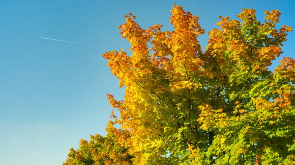CLOSE UP Warmer Herbstsonnenschein erhellt die bunte Allee und prachtvolle Bäume — Stockfoto