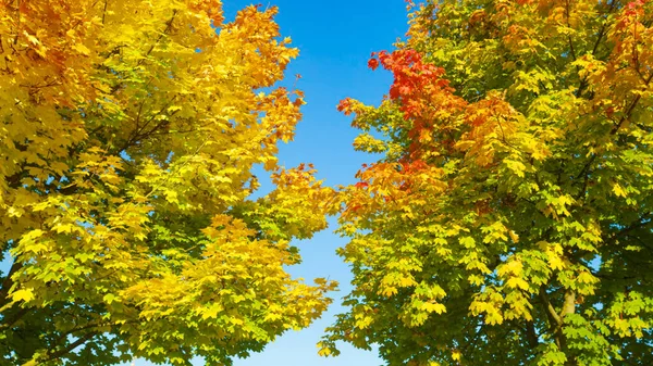 CLOSE UP: Schilderachtige opname van boomtoppen die van kleur veranderen op een zonnige herfstdag. — Stockfoto