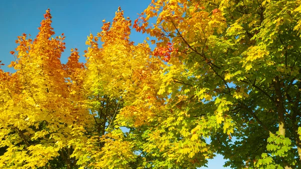 CERRAR: Hermosas ramas de árboles de color otoñal se balancean en la suave brisa. —  Fotos de Stock