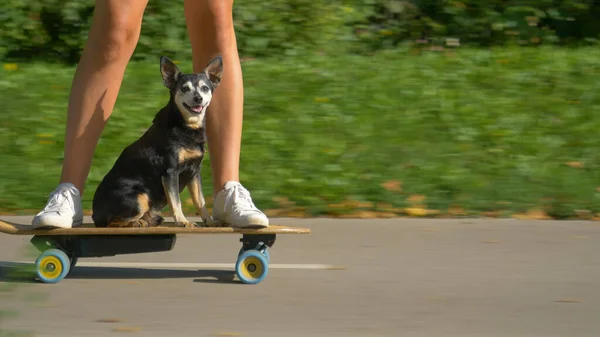 PORTRAIT: Grappig shot van een puppy op een e-longboard met fitte jonge vrouw. — Stockfoto