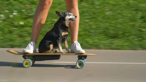 CLOSE UP: Entzückender Seniorenhund cruist auf einem elektrischen Longboard durch den Park — Stockfoto