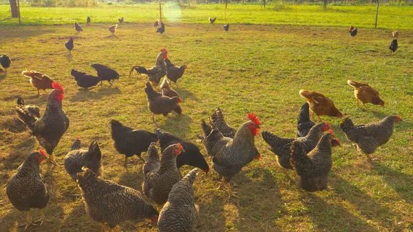 FLARE DE LA LENTE: Pollos de campo libre picotean hierba mientras vagan alrededor de pastos cerrados —  Fotos de Stock
