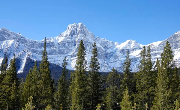 DRONE: Scenic view of Rocky Mountains towering above the pine woods in Banff. — Stock Photo, Image