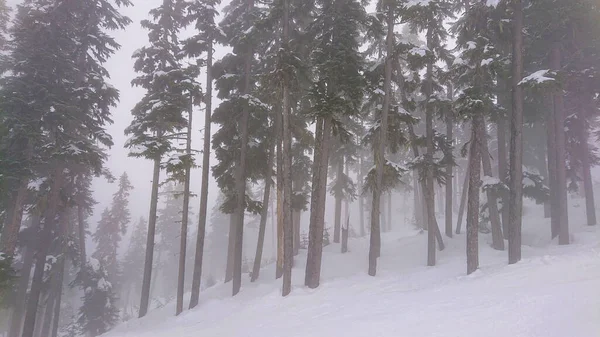 Súlyos hóvihar elnyeli a távoli lucfenyő erdő gyönyörű Whistler Mountain. — Stock Fotó