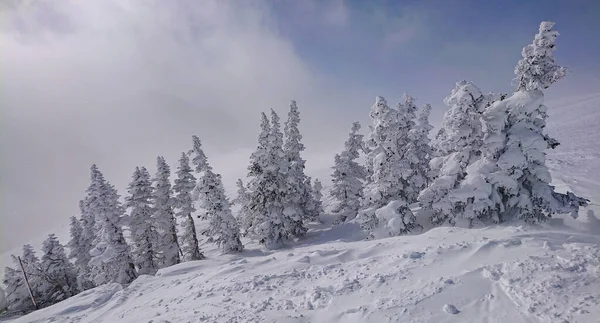 Vastag réteg friss hó borítja a hegyvidéki táj és lucfenyők. — Stock Fotó