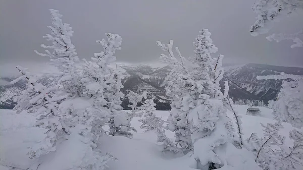 Vista panorámica de los árboles cubiertos de nieve y el valle desde la cima de una montaña en Wyoming. — Foto de Stock