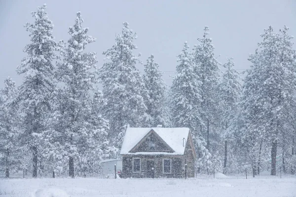 Bellissimo cottage alla periferia di una pineta è catturato in una bufera di neve. — Foto Stock