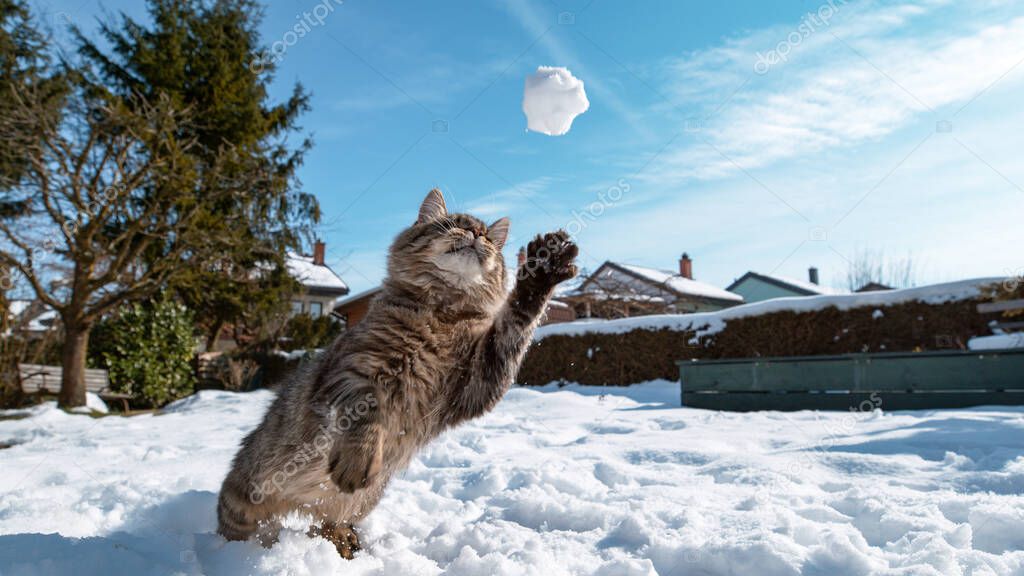 CLOSE UP, DOF: Frisky brown tabby cat dives at a small snowball in mid-air.