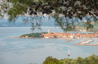Uzun çam ağacı dalı Izola 'nın manzaralı şehrinin üzerinde uzanıyor..