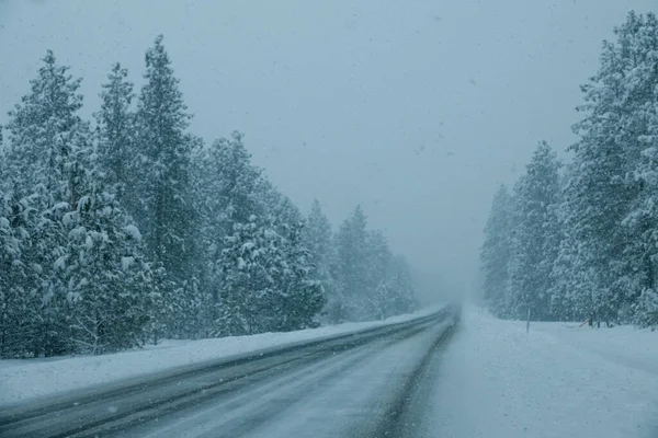 Empty road in Idaho crosses the snowy spruce forest during an intense snowstorm. — Stock Photo, Image