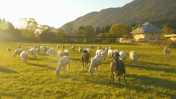 Сонячний Схід освітлює лугу так, що милі вівці можуть харчуватися травою. — стокове фото