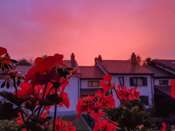 CLOSE UP, DOF: Roter Abendhimmel überspannt blühende Blumen nach einem Sturm. — Stockfoto